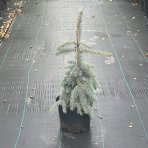 Smrek pichľavý (Picea Pungens) ´THE BLUES´ - výška 70-90 cm, kont. C7.5L